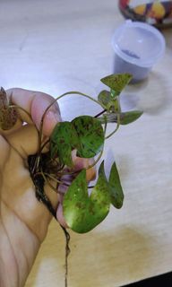 (Category: ) located in . Submitted by shuminokonbini (Listing ID 1294662004, Image 1). Description: .