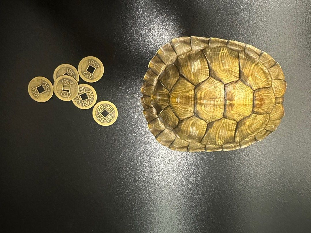 真天然龟壳占卜（易经六爻）, Hobbies & Toys, Memorabilia & Collectibles, Vintage  Collectibles on Carousell