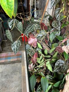 (Category: ) located in . Submitted by piperomia (Listing ID 1294891778, Image 1). Description: .