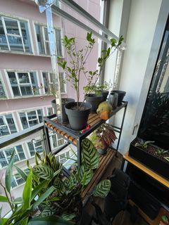 (Category: ) located in . Submitted by ckiat84 (Listing ID 1294871362, Image 1). Description: .