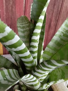 (Category: ) located in . Submitted by batikpeople (Listing ID 1294889382, Image 1). Description: .