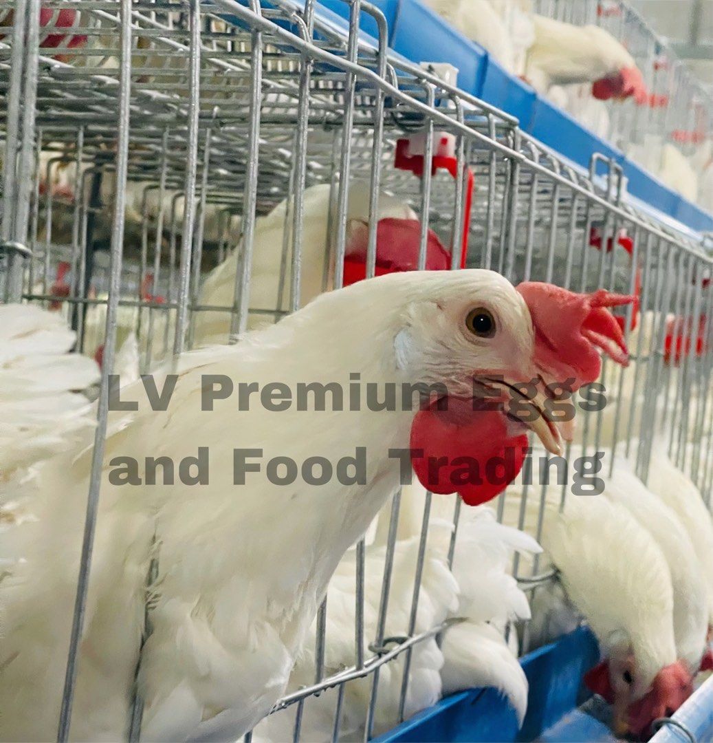 PREMIUM EGGS Wholesaler and Retailer (Category: Fresh Produce) located in Quezon City. Submitted by lewislove (Listing ID 1295047545, Image 1). Description: LV PREMIUM QUALITY EGGS🥚🐓 DTI Standard Size✅ Guaranteed Fresh💯 Orange yolk🧡 WHOLESALE PRICE Minimum of 5 Trays Peewee 140 XS 150 Small 160 Medium 170 FOR PICK UP Novaliches, QC Shipping via Grab, Lalamove, Angkas, JoyRide, Transportify AVAILABLE FOR RETAIL AS WELL.