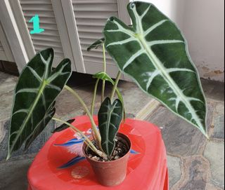(Category: ) located in . Submitted by gardendelight (Listing ID 1295223051, Image 1). Description: .
