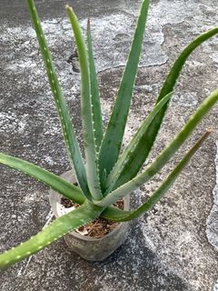 Aloe Vera Live plant/Beauty Grade/Non poisonous