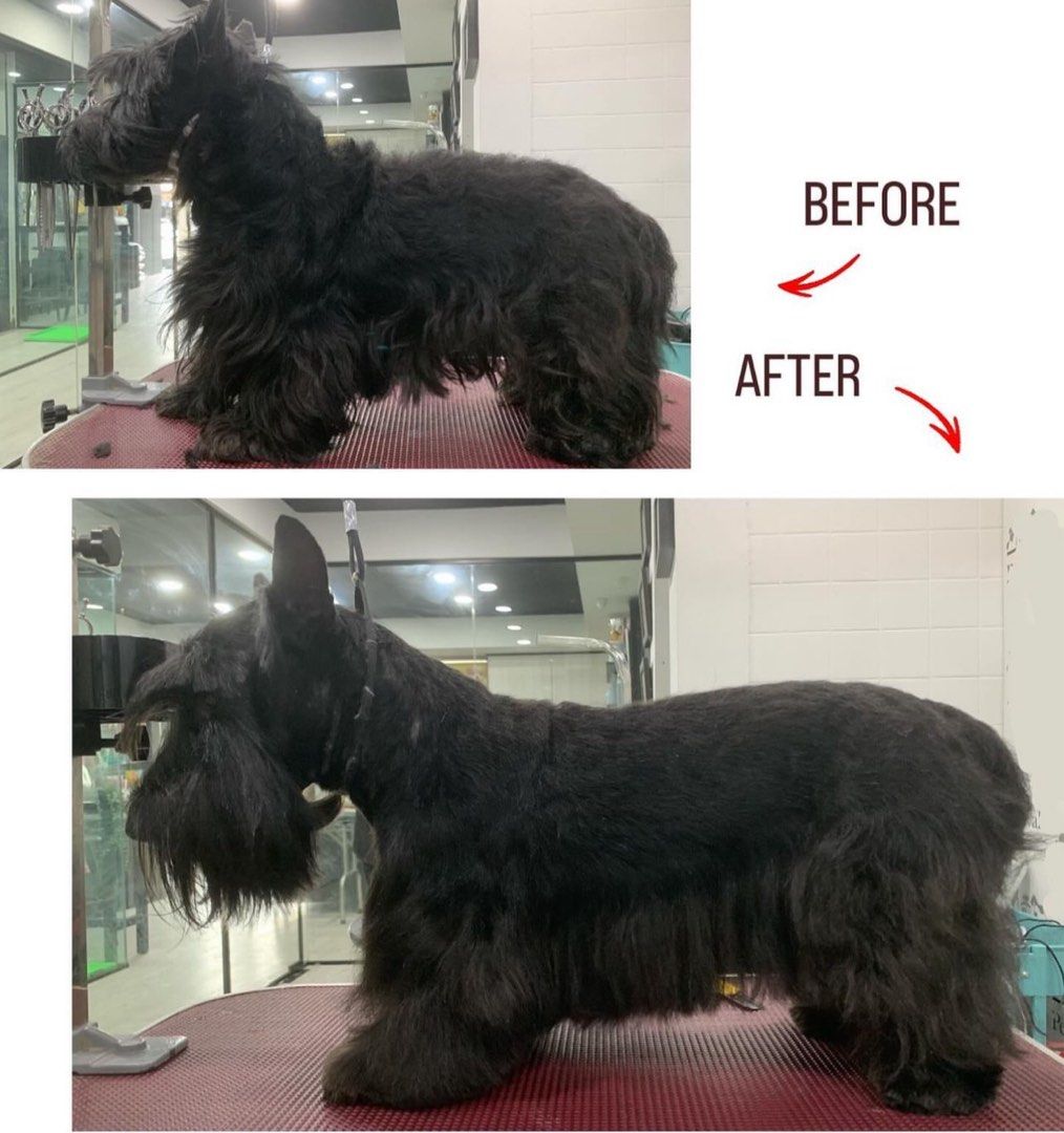 Hand Stripping Scottish Terrier Full Grooming @Hand -stripping