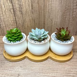 (Category: ) located in . Submitted by lushglassdoor (Listing ID 1295242930, Image 1). Description: .