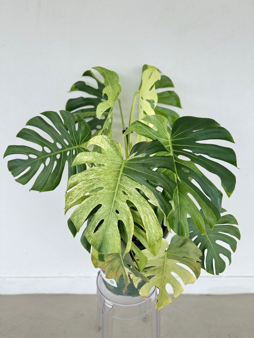 True monstera deliciosa large form mint, Furniture & Home Living,  Gardening, Plants & Seeds on Carousell
