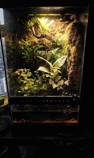 (Category: ) located in . Submitted by fishstiksss (Listing ID 1295406201, Image 1). Description: .