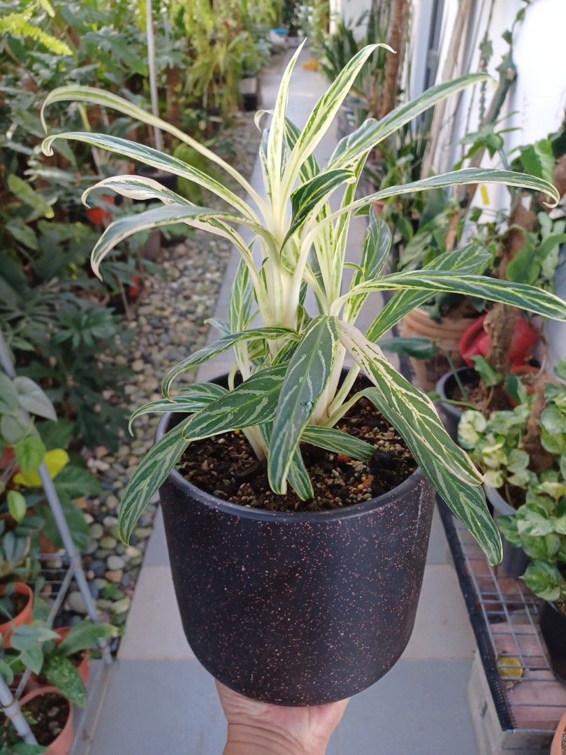 a plant called dieffenbachia Dieffenbachia 'Cool Beauty'  The Gardeners' Choice