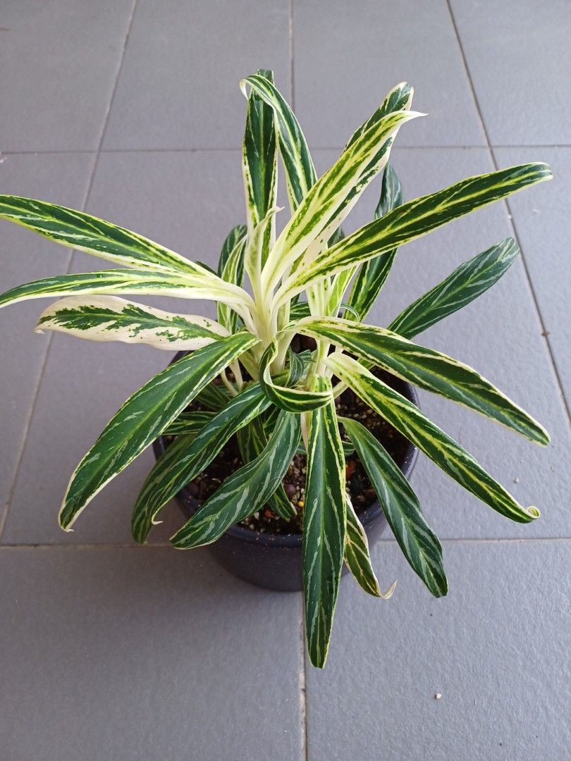 narrow planter pots Tessellate Rectangle