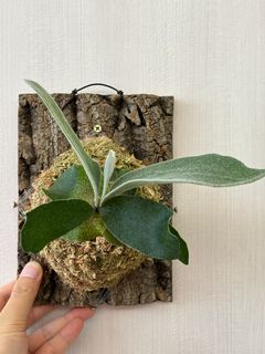 （分類：）位於 。 由 isaachome 提交（商品編號 1288865984，圖片 1）。簡介： 。