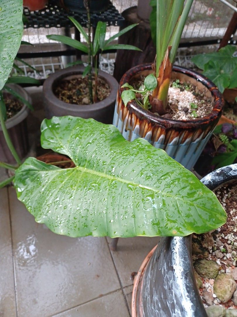 Philodendron Deflexum, Furniture & Home Living, Gardening, Plants & Seeds  on Carousell