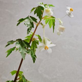 （分類：）位於 。 由 KwanCandy 提交（商品編號 1293184070，圖片 1）。簡介： 。