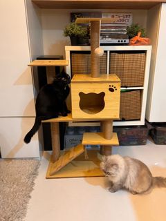 (Category: ) located in . Submitted by edamamegorl (Listing ID 1295689578, Image 1). Description: .