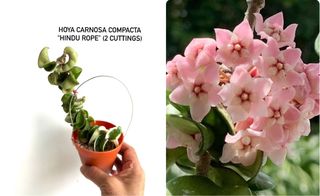 (Category: ) located in . Submitted by hoyailuv (Listing ID 1295618441, Image 1). Description: .
