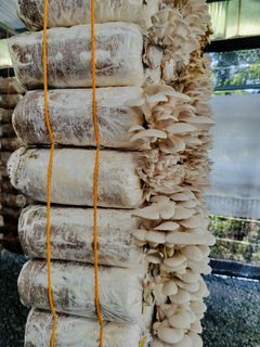 Oyster mushrooms fruiting bags