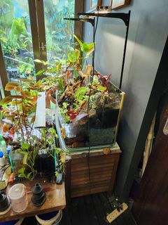 (Category: ) located in . Submitted by j4paws (Listing ID 1295543310, Image 1). Description: .