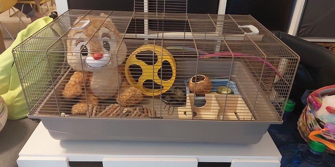 Divided new arrivals hamster cage