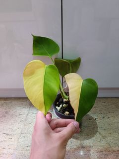 (Category: ) located in . Submitted by plantshop (Listing ID 1285574367, Image 1). Description: .