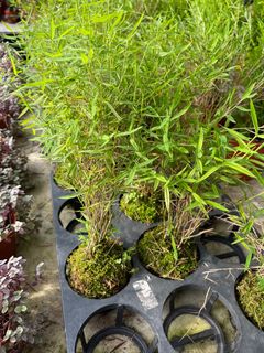 (Category: ) located in . Submitted by gardenfunfarm (Listing ID 1290927242, Image 1). Description: .