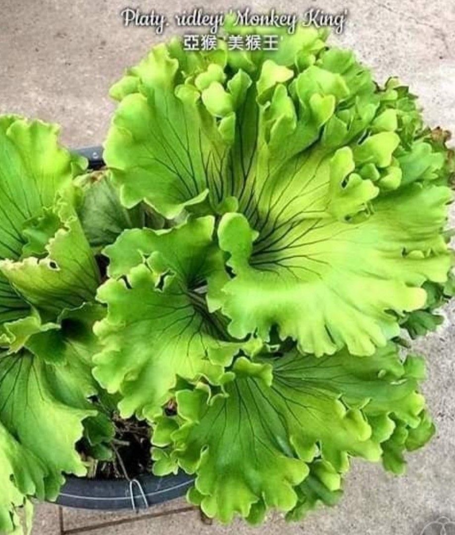 Ridleyi “Monkey King” P.ridleyi monkey king