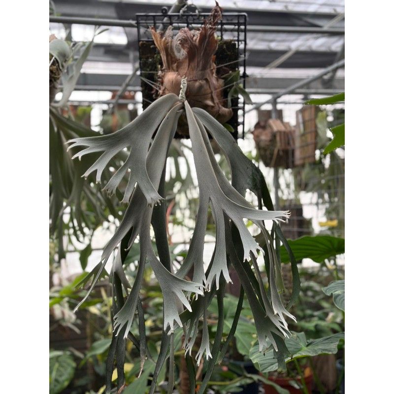 willinckii cv Bali ビカクシダ（P.willinckii 'Bali