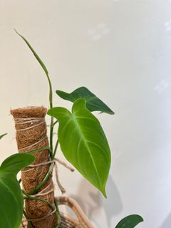 （分類：）位於 。 由 greendom_22 提交（商品編號 1295753325，圖片 1）。簡介： 。