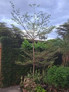 Big African talisay tree green 10ft potted