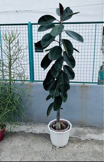 Potted Rubber plant 7ft
