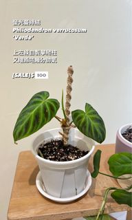 （分類：）位於 。 由 greendom_22 提交（商品編號 1295751778，圖片 1）。簡介： 。