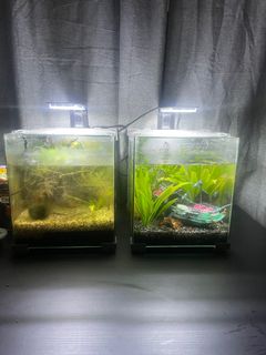 (Category: ) located in . Submitted by dannn693 (Listing ID 1296021467, Image 1). Description: .