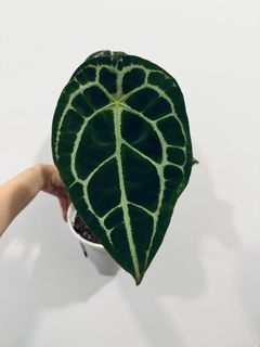 （分類：）位於 。 由 sumsum_00 提交（商品編號 1296038720，圖片 1）。簡介： 。