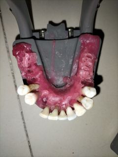 Natural tooth 150 each