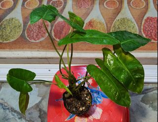 (Category: ) located in . Submitted by gardendelight (Listing ID 1295987008, Image 1). Description: .