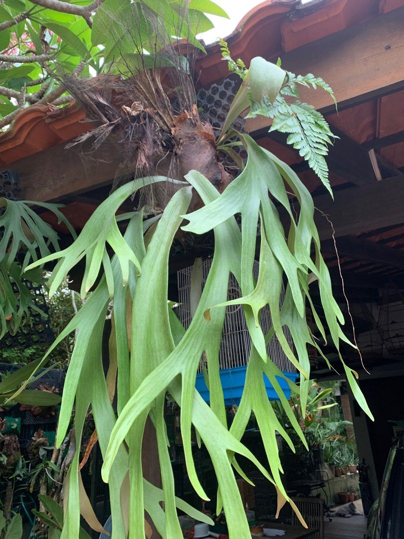 Platycerium willinchi java (Category: Plants & Seeds) located in Singapore. Submitted by mahimahi (Listing ID 1295973094, Image 1). Description: A nice and beautiful staghorn green n healthy , fonds are about 32 inches , mature n growing , have a few babies at the side , it’s actually a few plants in one.suitable for indoor, easy to grow..