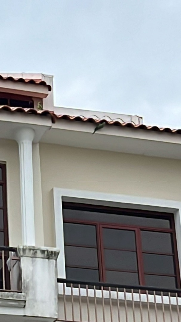 (Category: ) located in . Submitted by birdmanagementsingapore (Listing ID 1295947122, Image 1). Description: .