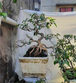 Ficus retusa. 6 years old. Bonsai Plant