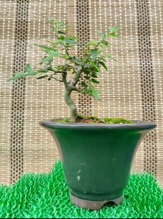 (Category: ) located in . Submitted by bonsai168 (Listing ID 1291155530, Image 1). Description: .