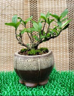 (Category: ) located in . Submitted by bonsai168 (Listing ID 1291157054, Image 1). Description: .