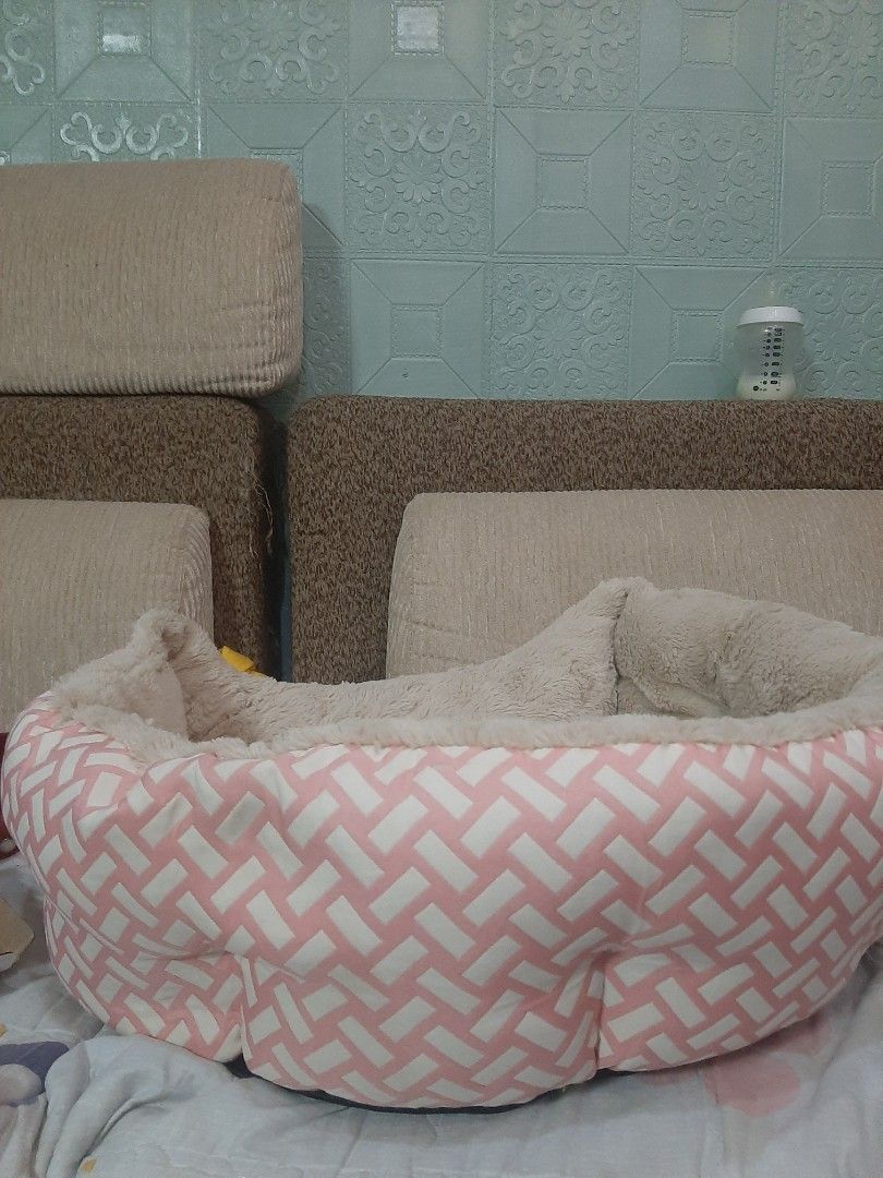 Pet bed (Category: Homes & Other Pet Accessories) located in Quezon City. Submitted by bellar01 (Listing ID 1291180421, Image 2). Description: pet bed malambot sya may mga stitches (pic 4&5)pero hnd nmn halata natastas nung winashing ko noon kaya hand wash lng po ito dpat.