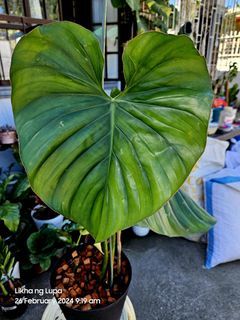 🪴PHILODENDRON GIANT SP COLUMBIA🪴