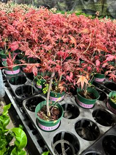 (Category: ) located in . Submitted by gardenfunfarm (Listing ID 1291151913, Image 1). Description: .