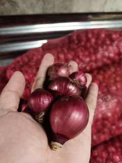 Red Onion/ Sibuyas