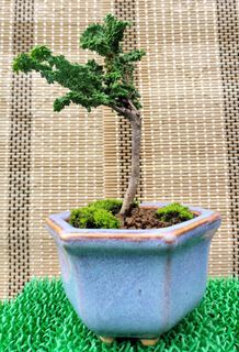 (Category: ) located in . Submitted by bonsai168 (Listing ID 1291159986, Image 1). Description: .