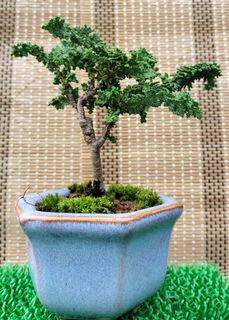 (Category: ) located in . Submitted by bonsai168 (Listing ID 1291159782, Image 1). Description: .