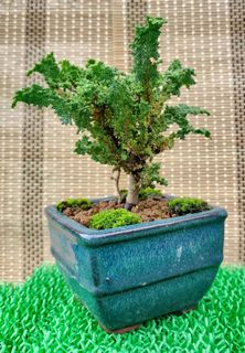 (Category: ) located in . Submitted by bonsai168 (Listing ID 1291159435, Image 1). Description: .