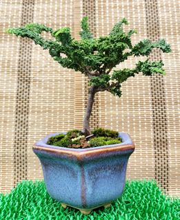 (Category: ) located in . Submitted by bonsai168 (Listing ID 1291159165, Image 1). Description: .