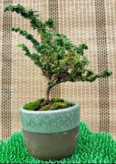 (Category: ) located in . Submitted by bonsai168 (Listing ID 1291158898, Image 1). Description: .