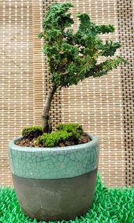 (Category: ) located in . Submitted by bonsai168 (Listing ID 1291155996, Image 1). Description: .