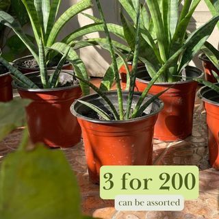 Assorted Potted Plants for Sale Indoor